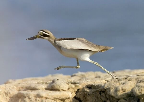 Great Thick-knee (Esacus recurvirostris) adult, running, Chambal River, Rajasthan, India, january
