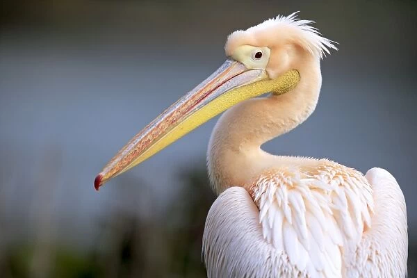 Great White Pelican (Pelecanus onocrotalus) pink adult, breeding plumage, close-up of head and neck (captive)