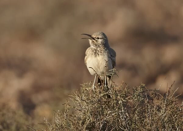 Greater Hoopoe-lark (Alaemon alaudipes) adult, calling, perched on bush, Boulmane Dades, Morocco, february