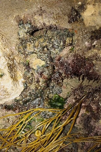Green Seaweed (Codium adhaerens) encrusting rocks exposed at low tide, Swanage, Dorset, England, april