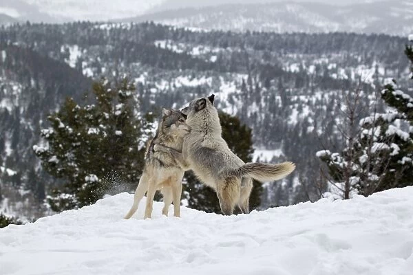 Grey Wolf (Canis lupus) adult pair, in season female jumping up at male in snow, Montana, U. S. A, january (captive)