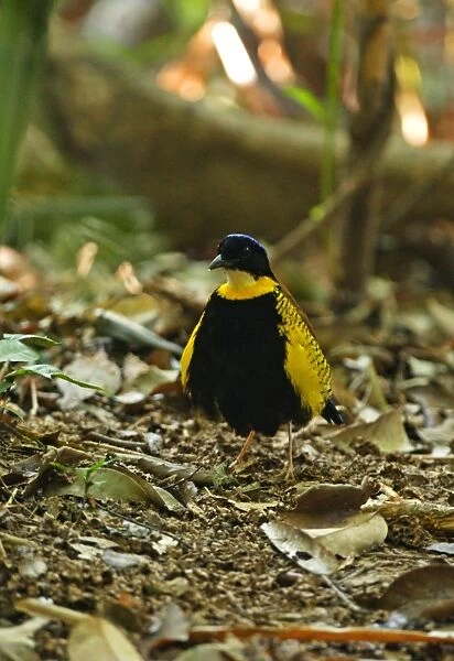 Gurney's Pitta (Pitta gurneyi) adult male, fluffed up and displaying on forest floor, Khao Nor Chuchi, Thailand, february