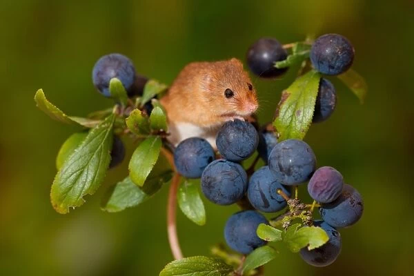 Harvest Mouse (Micromys minutus) adult, climbing on Blackthorn (Prunus spinosa) fruit, Norfolk, England, august