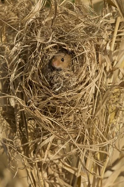 Harvest Mouse (Micromys minutus) adult female, at breeding nest in Canarygrass (Phalaris sp. ), Yorkshire, England
