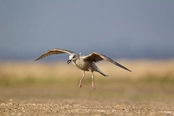 Herring Gull (Larus argentatus) immature, first winter plumage, in flight, landing, Suffolk, England, february