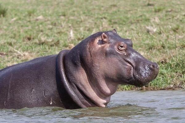 Hippopotamus (Hippopotamus amphibius) adult, close-up of head, standing in water, Queen Elizabeth N. P. Uganda