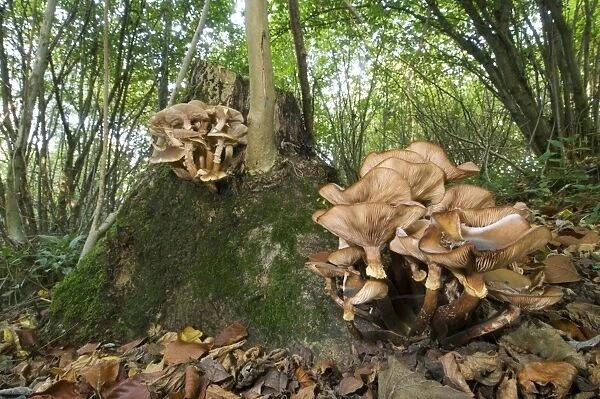 Honey Fungus (Armillaria mellea) fruiting bodies, growing on Common Ash (Fraxinus excelsior) stool, in coppice woodland habitat, Kent, England, october