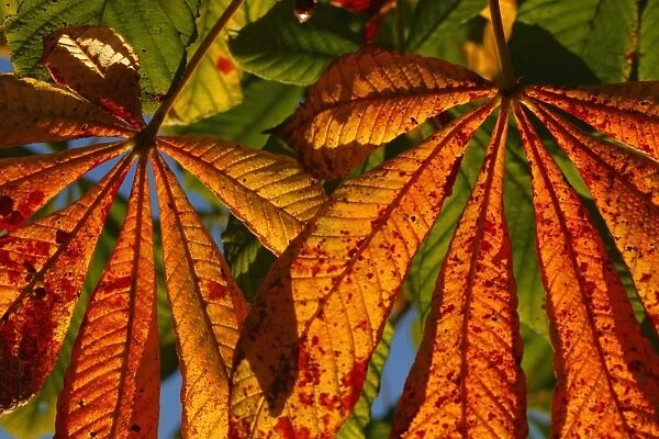 Horse Chestnut (Aesculus hippocastanum) close-up of leaves, autumn colour, Powys, Wales, october