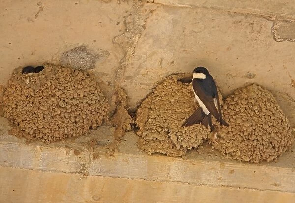 House Martin (Delichon urbica) adults, at nests built under road bridge, Algarve, Portugal, april