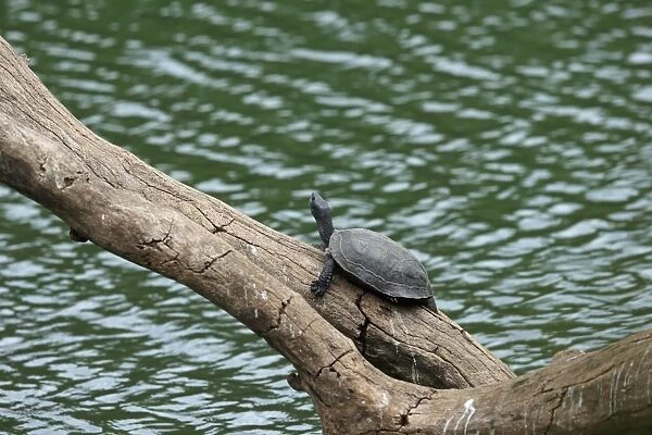 Indian Black Turtle (Melanochelys trijuga) adult, resting on log over water, Sri Lanka, February