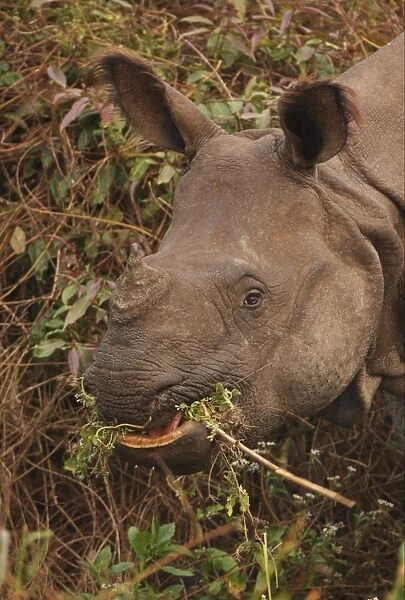 Indian Rhinoceros (Rhinoceros unicornis) adult, close-up of head, feeding, Kaziranga N. P. Assam, India, january