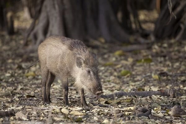 Indian Wild Boar (Sus scrofa cristatus) adult, standing in forest, Ranthambore N. P. Rajasthan, India