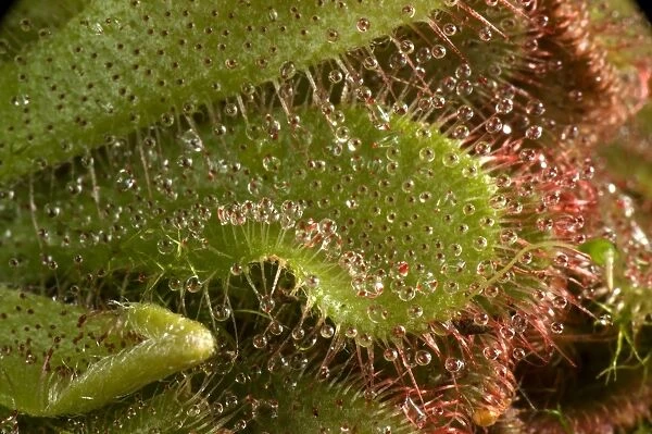 Insectivorous leaves and sticky leaf hairs of a sundew, Drosera aliciae