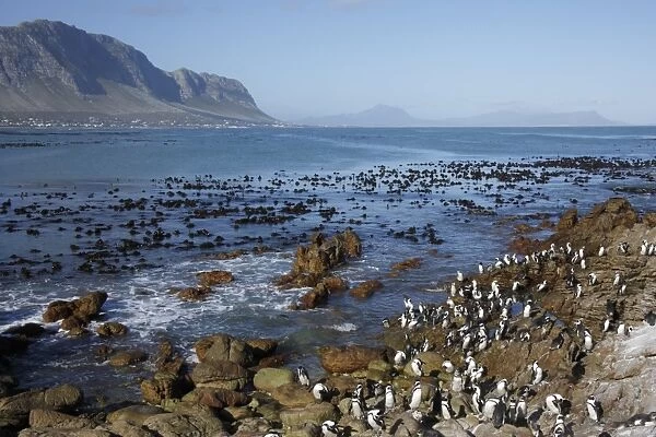 Jackass Penguin (Spheniscus demersus) adults and juveniles, colony standing on rocks in coastal habitat