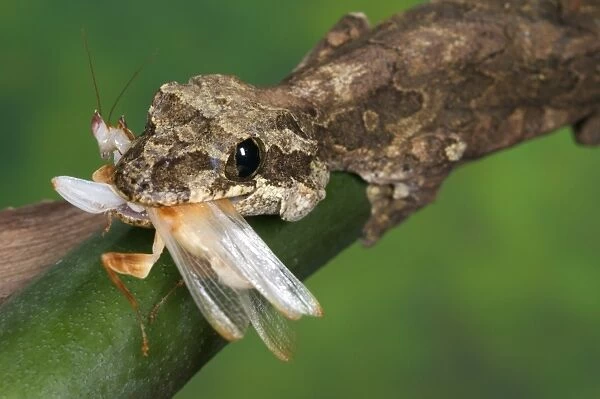 Kuhl's Flying Gecko (Ptychozoon kuhli) adult, feeding on orchid mantid, Tropical Asia