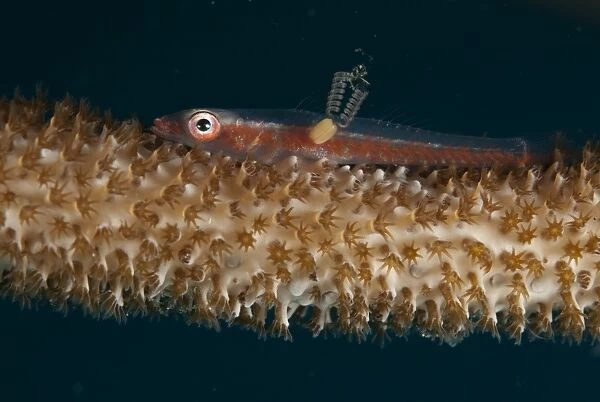 Large Whip Goby (Bryaninops amplus) adult, with female parasitic copepod with pair of egg sacs, resting on whip coral