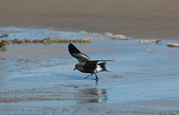 Leach's Petrel (Oceanodroma leucorhoa) adult, taking off from beach, Wirral Peninsula, Merseyside, England, september