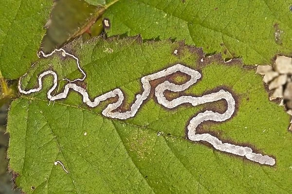 Leaf Mine Moth (Stigmella aurella) larval mine in bramble leaf, Warwickshire, England, april
