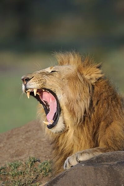 Lion (Panthera leo) adult male, close-up of head, yawning, Masai Mara, Kenya