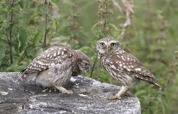 Little Owl (Athene noctua) adult feeding young, standing on tree stump, Leicestershire, England, june