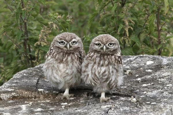 Little Owl (Athene noctua) two juveniles, standing on stump, Leicestershire, England, july
