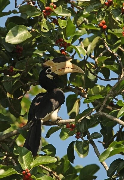 Malabar Pied Hornbill (Anthracoceros coronatus) adult, feeding on fruit, perched on branch in tree, Sri Lanka, december