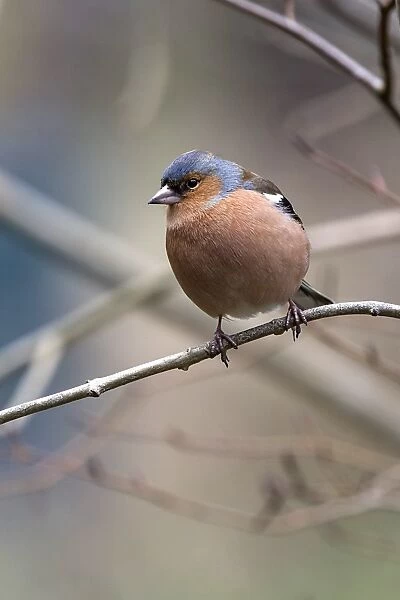 Male Chaffinch in spring on tree branch