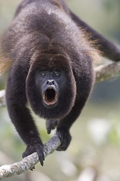 Mantled Howler Monkey (Alouatta palliata) adult male, howling, standing on branch in rainforest, Soberiana N. P. Panama