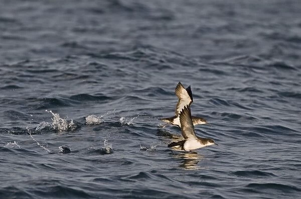 Manx Shearwater (Puffinus puffinus) two adults, taking off from sea, St. Brides Bay, off Skomer Island, Pembrokeshire