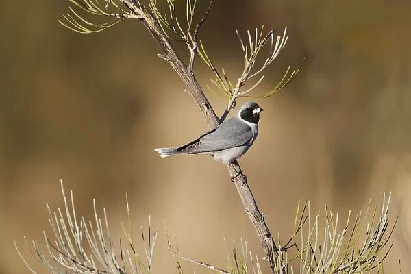 Masked Woodswallow (Artamus personatus) adult, perched on bush, Uluru-Kata Tjuta N. P