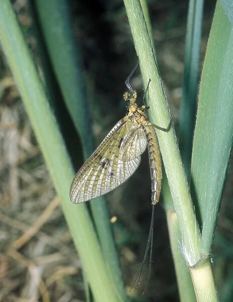 Mayfly (Ephemera danica) Close-up  /  on grass stem