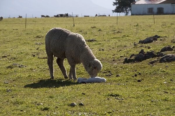 Merino ewe with newly born lamb, note the ear tag