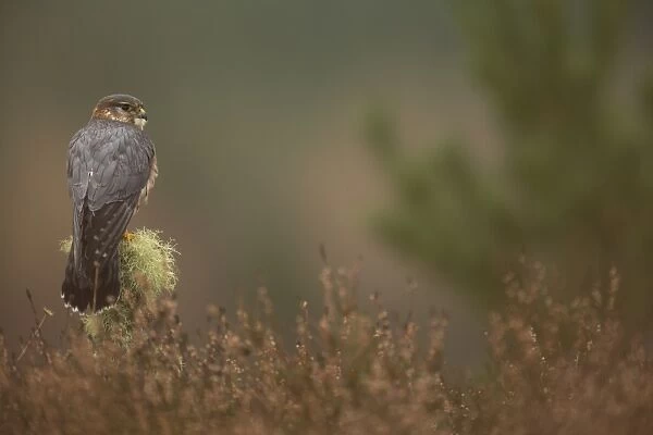 Merlin (Falco columbarius) adult male, perched on lichen covered post in moorland during rainfall, Scotland