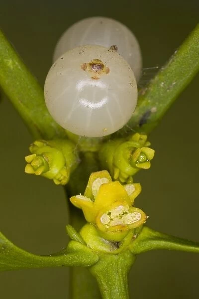Mistletoe (Viscum album) close-up of male flowers (on separate plant in foreground), female flowers and berries