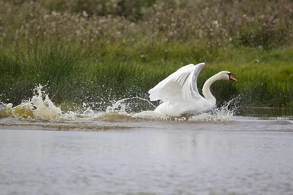 Mute Swan (Cygnus olor) adult, flapping wings and running across water during bathing session, Suffolk, England