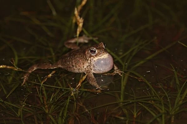 Natterjack Toad (Bufo calamita) adult male, calling in shallow water of coastal dune slack at night