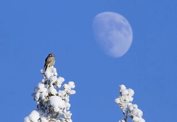 Northern Hawk Owl (Surnia ulula) adult, perched on snow covered Norway Spruce (Picea abies) treetop, with Moon in background, Finland, february