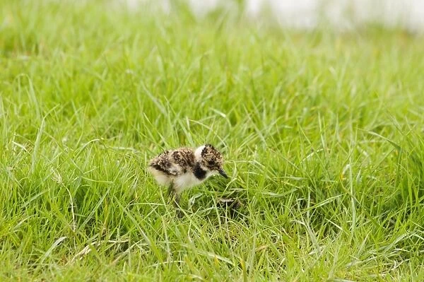 Northern Lapwing (Vanellus vanellus) newly hatched chick, standing in grassland