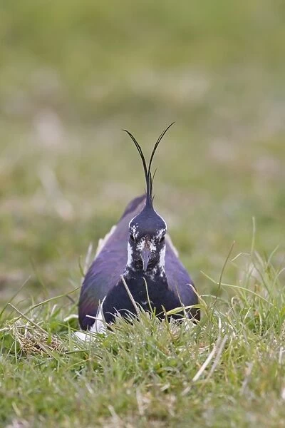 Northern Lapwing (Vanellus vanellus) adult male, sitting on nest, incubating eggs, Suffolk, England, april