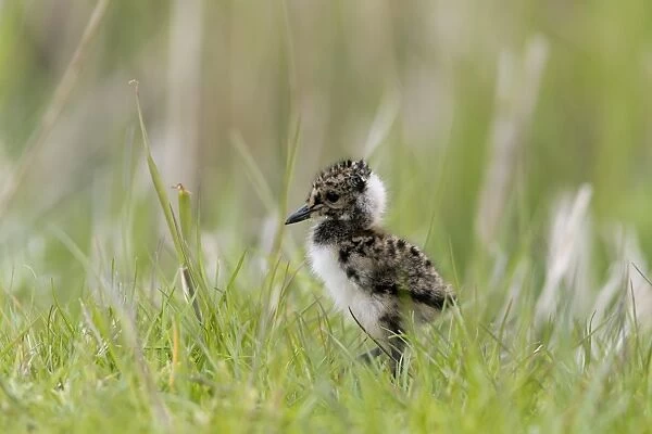 Northern Lapwing (Vanellus vanellus) chick, standing on grazing marsh, Suffolk, England, May