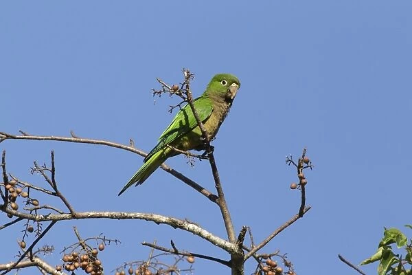 Olive-throated Parakeet (Eupsittula nana astec) adult, feeding, perched in fruiting tree, Yucatan Peninsula, Mexico