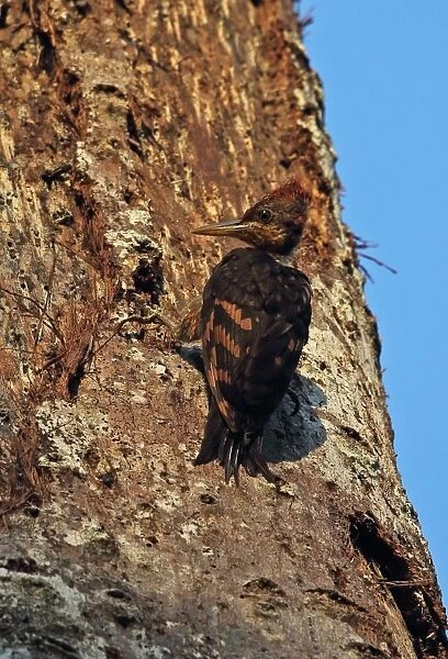 Orange-backed Woodpecker (Reinwardtipicus validus xanthopygius) juvenile, clinging to tree trunk, Taman Negara N. P