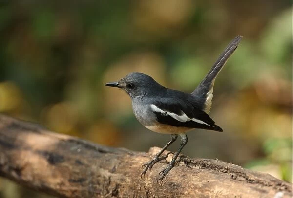 Oriental Magpie-robin (Copsychus saularis erimelas) adult female, with tail cocked, perched on branch, Kaeng Krachan N. P. Thailand, february