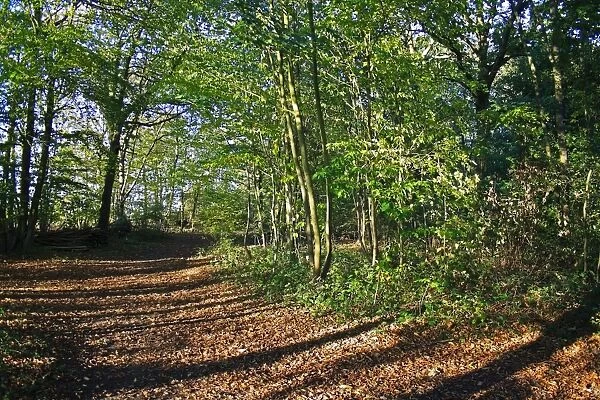Path through deciduous woodland habitat, Northfield Wood, Onehouse, Suffolk, England, october