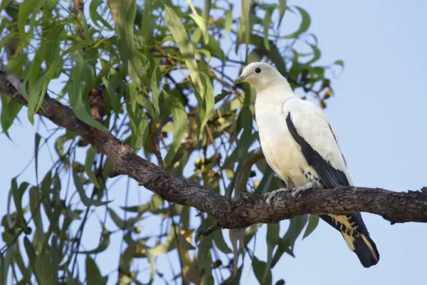 Pied Imperial-pigeon Print: Northern Territory, Art