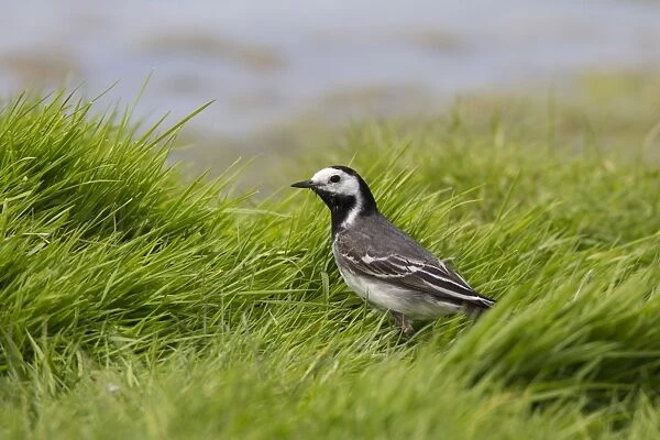 Pied Wagtail female in grass, Norfolk