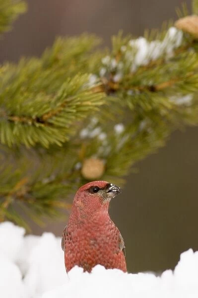 Pine Grosbeak (Pinicola enucleator) adult male, standing on snow in coniferous forest, Lapland, Finland, march