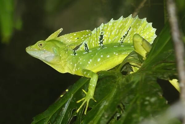 Plumed Basilisk (Basiliscus plumifrons) adult male, climbing on leaves in primary rainforest, Tortuguero N. P