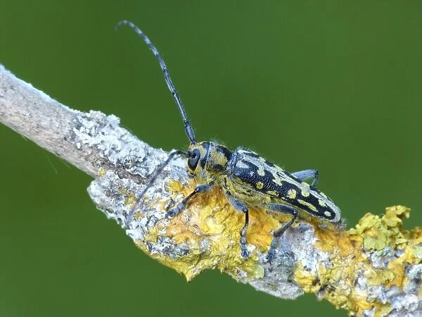 Poplar Longhorn Beetle (Saperda populnea) adult, resting on lichen covered twig, Cannobina Valley, Piedmont, Northern Italy, july