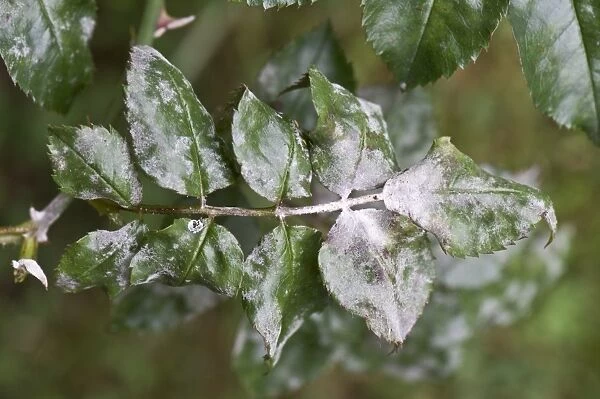Powdery mildew, Podosphaera pannosa, on rose leaves